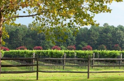 A large vineyard with several rows of trees behind a wood picket fence